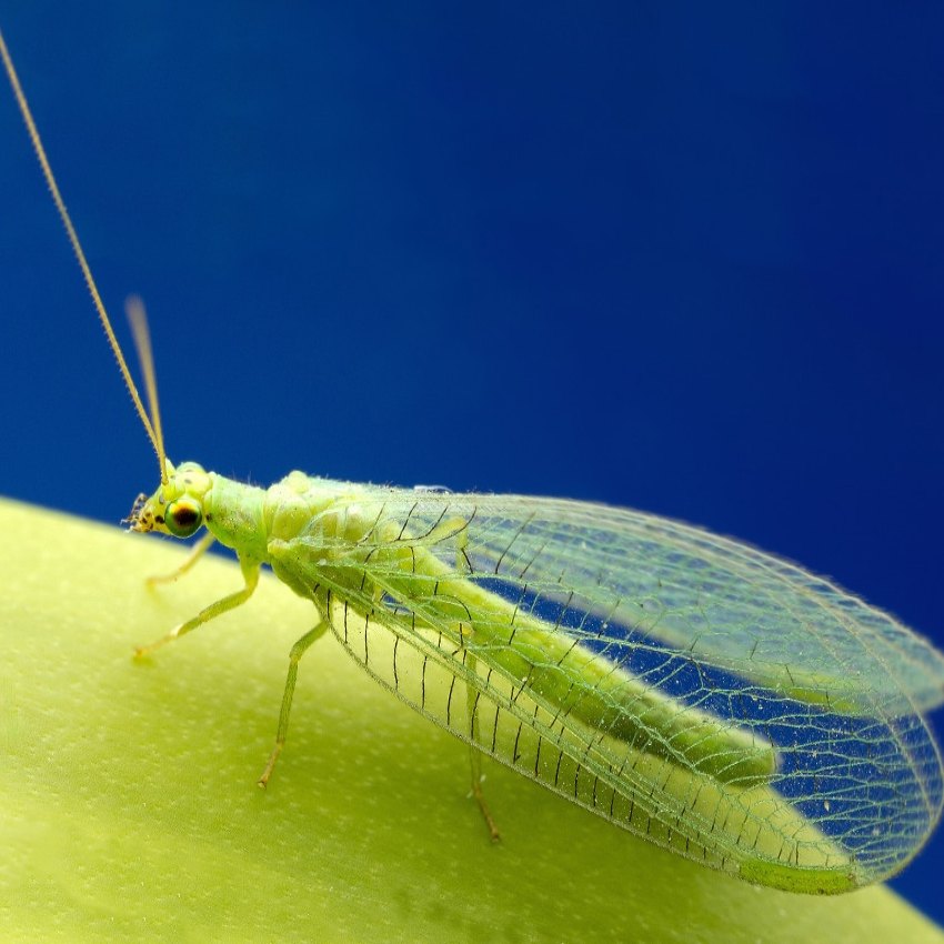 Chrysoperla carnea