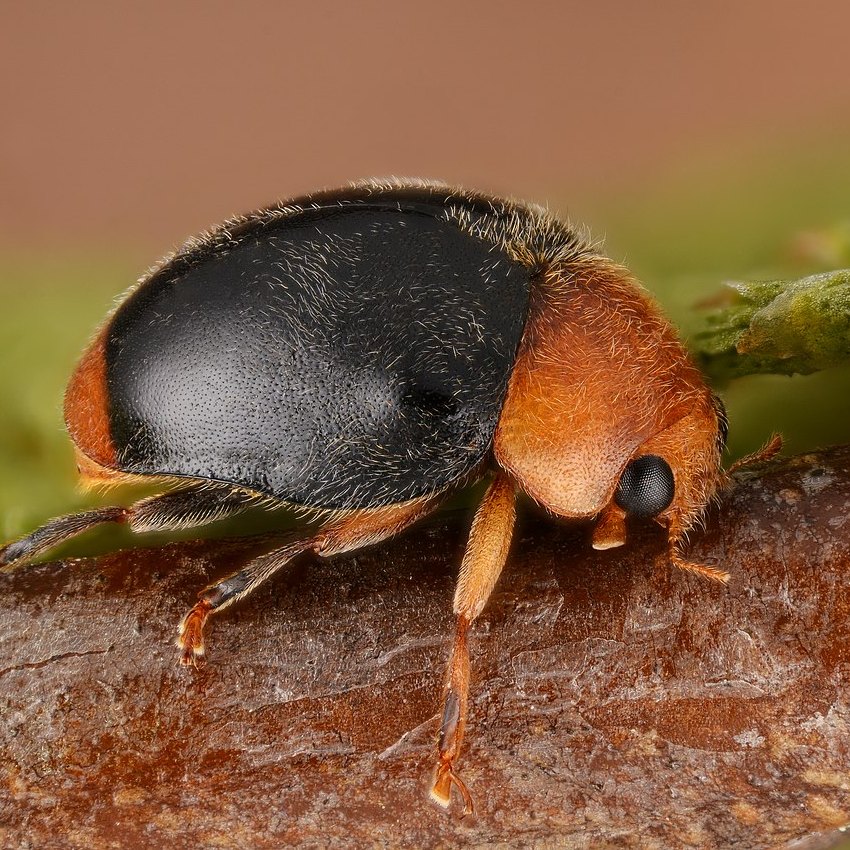 Cryptolaemus montrouzieri