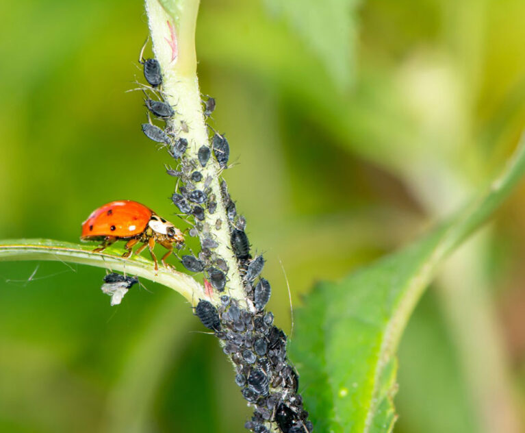 Agentes Biológicos para la Agricultura