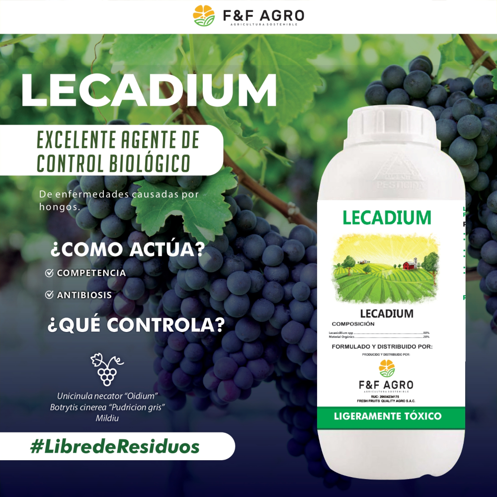 EXCELENTE AGENTE DE CONTROL BIOLÓGICO De enfermedades causadas por hongos.   ¿CÓMO ACTÚA? Competencia Antibiosis ¿QUÉ CONTROLA? Unicinula necator “Oidium” Botrytis cinerea “Pudricion gris” Mildiu